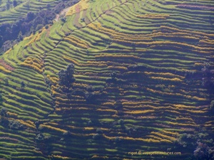 La zone des rizières en Himalaya