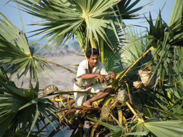 savu_lontar-1.jpg