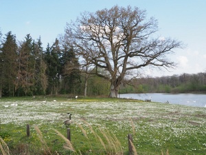 les beaux arbres de l'Ile de France