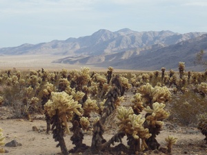 <strong>Lire la suite</strong><br>Parc national de Joshua Tree Parc national de Joshua Tree
