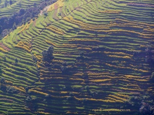 <strong>Lire la suite</strong><br>La zone des rizières en Himalaya La zone des rizières en Himalaya