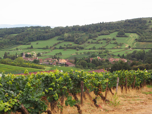 <strong>Lire la suite</strong><br>Bourgogne 2015 - un grand cru Bourgogne 2015 - un grand cru