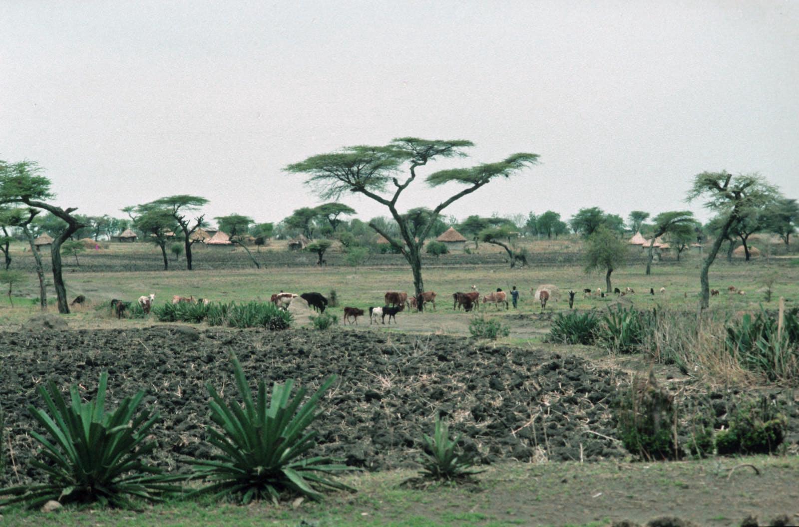 Pays des Konso