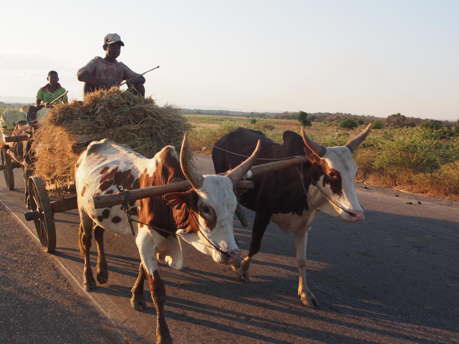 madagascar et ses zébus