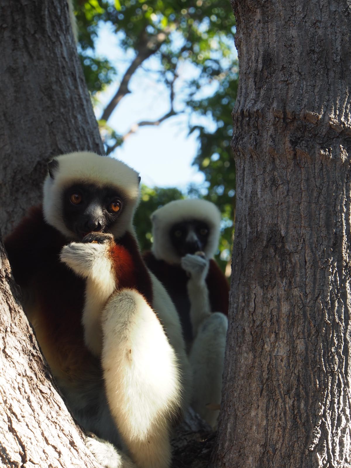 lemurien a Majunga