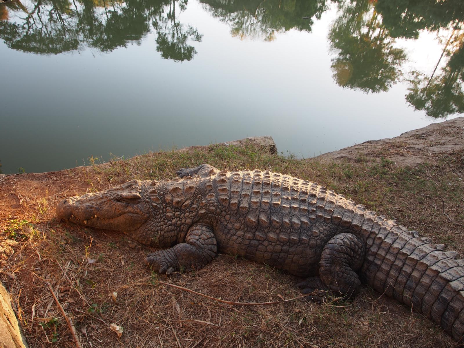 crocodile