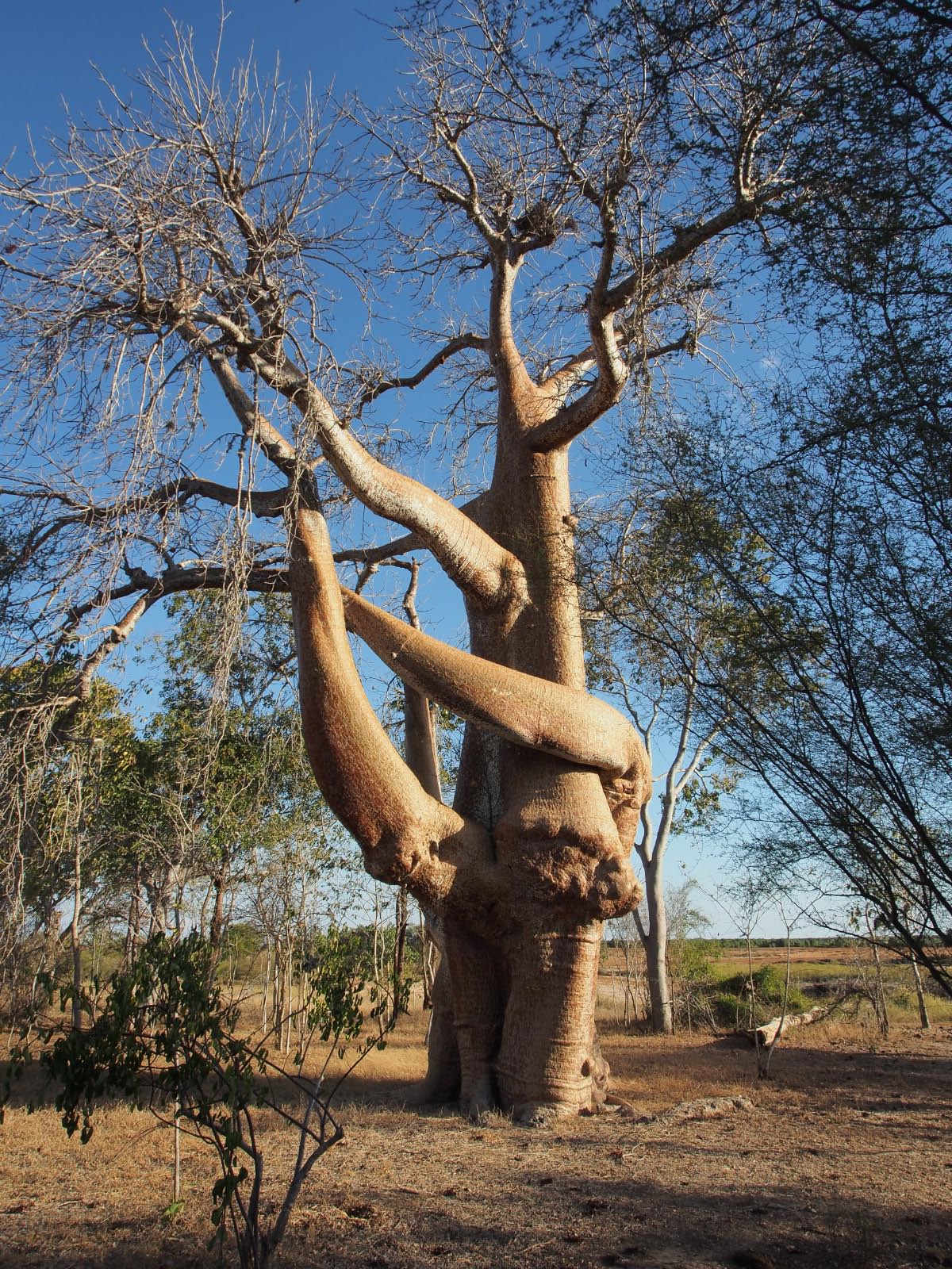 baobab