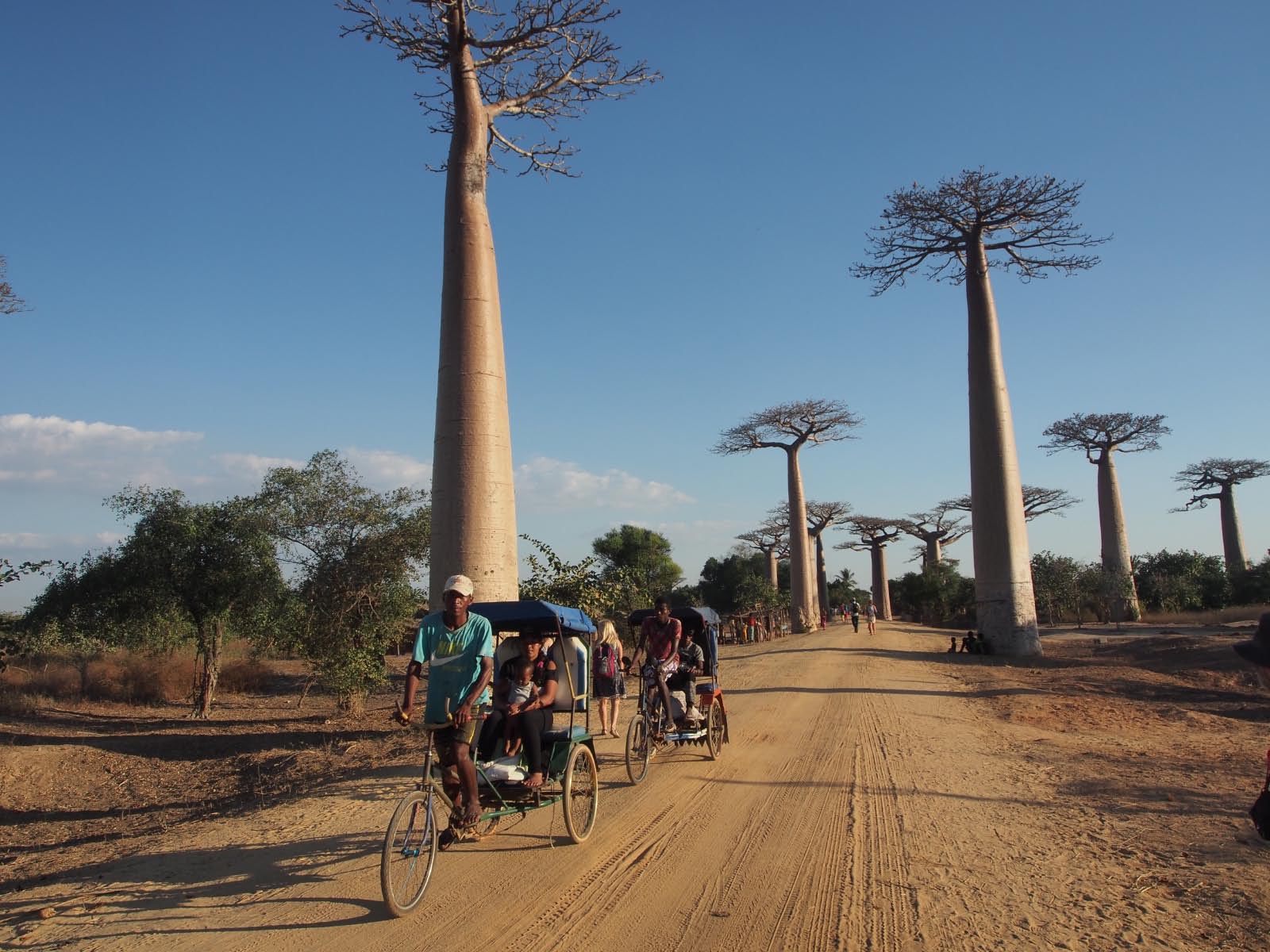 baboab de Morondava