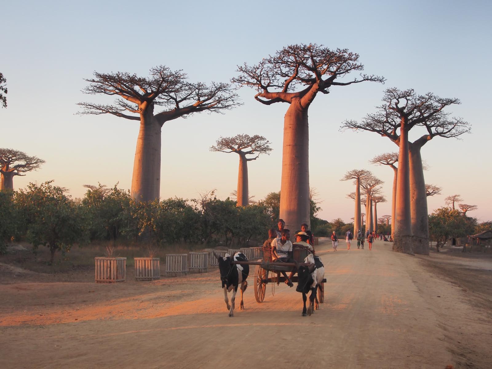 baboab de Morondava