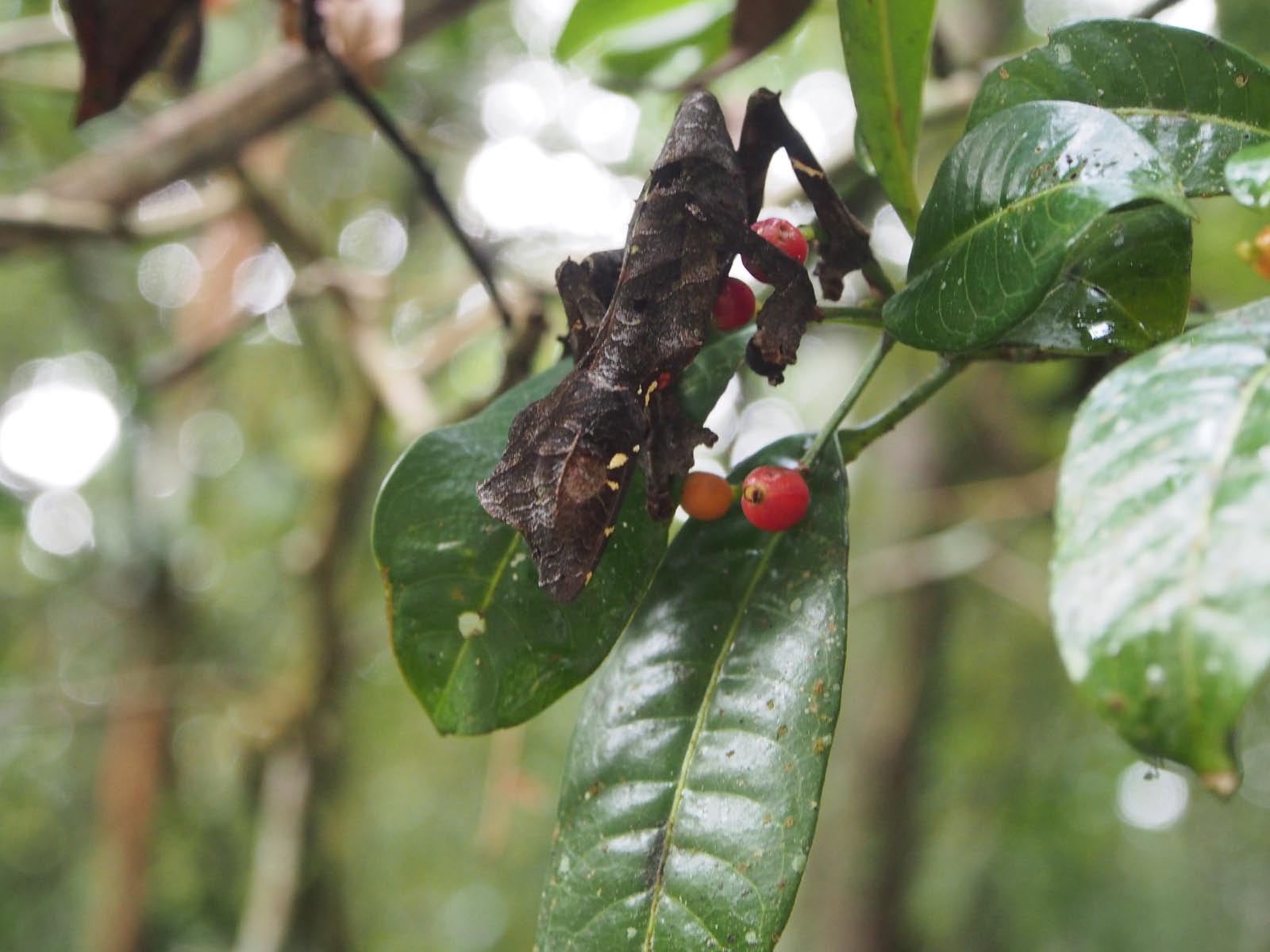 cameleon de la foret plusviale