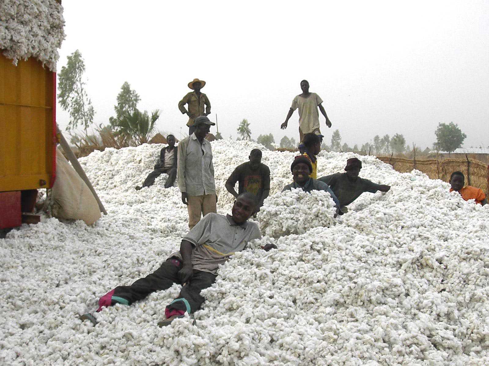 benin - recolte du coton