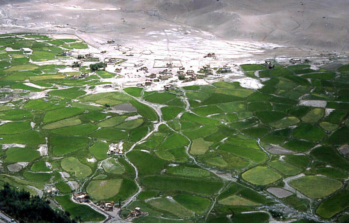 Zanskar- champs d'orge irrigués