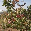 iran- pistachiers