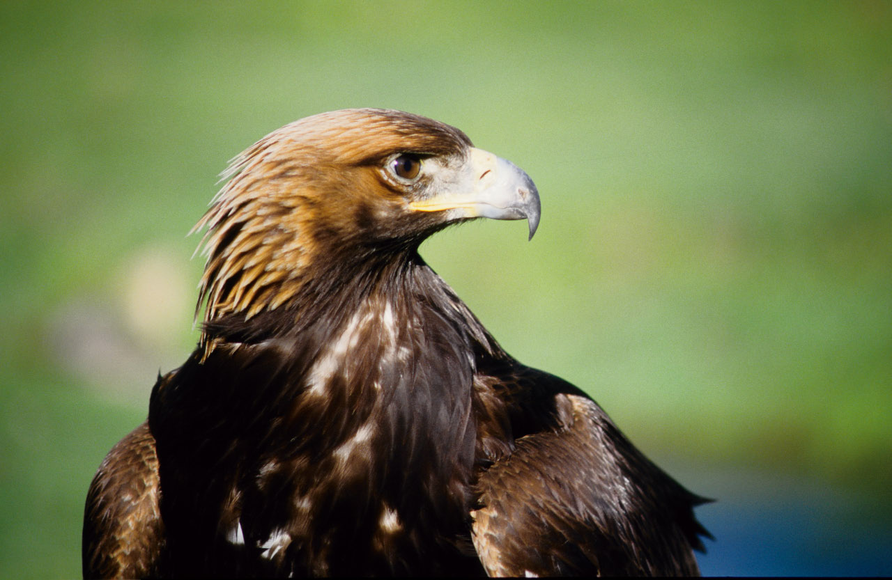 Mongolie: aigle de chasse