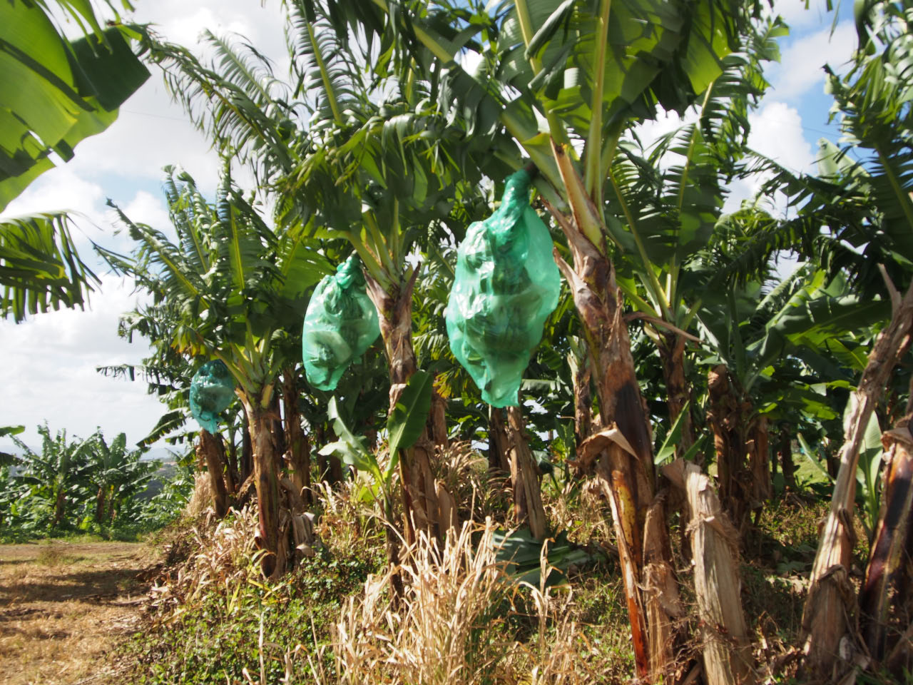 Martinique Culture de bananes