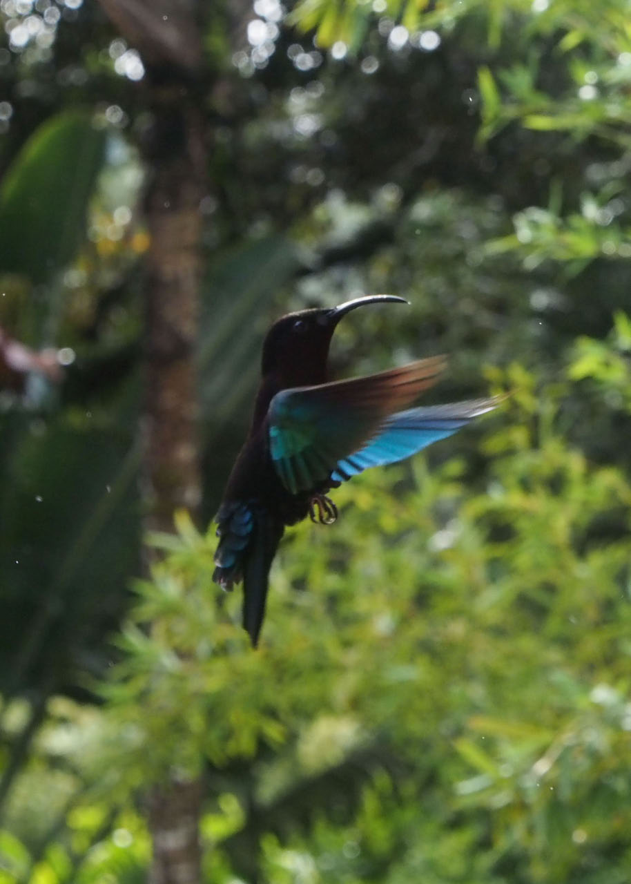 Un oiseau mouche: colibri