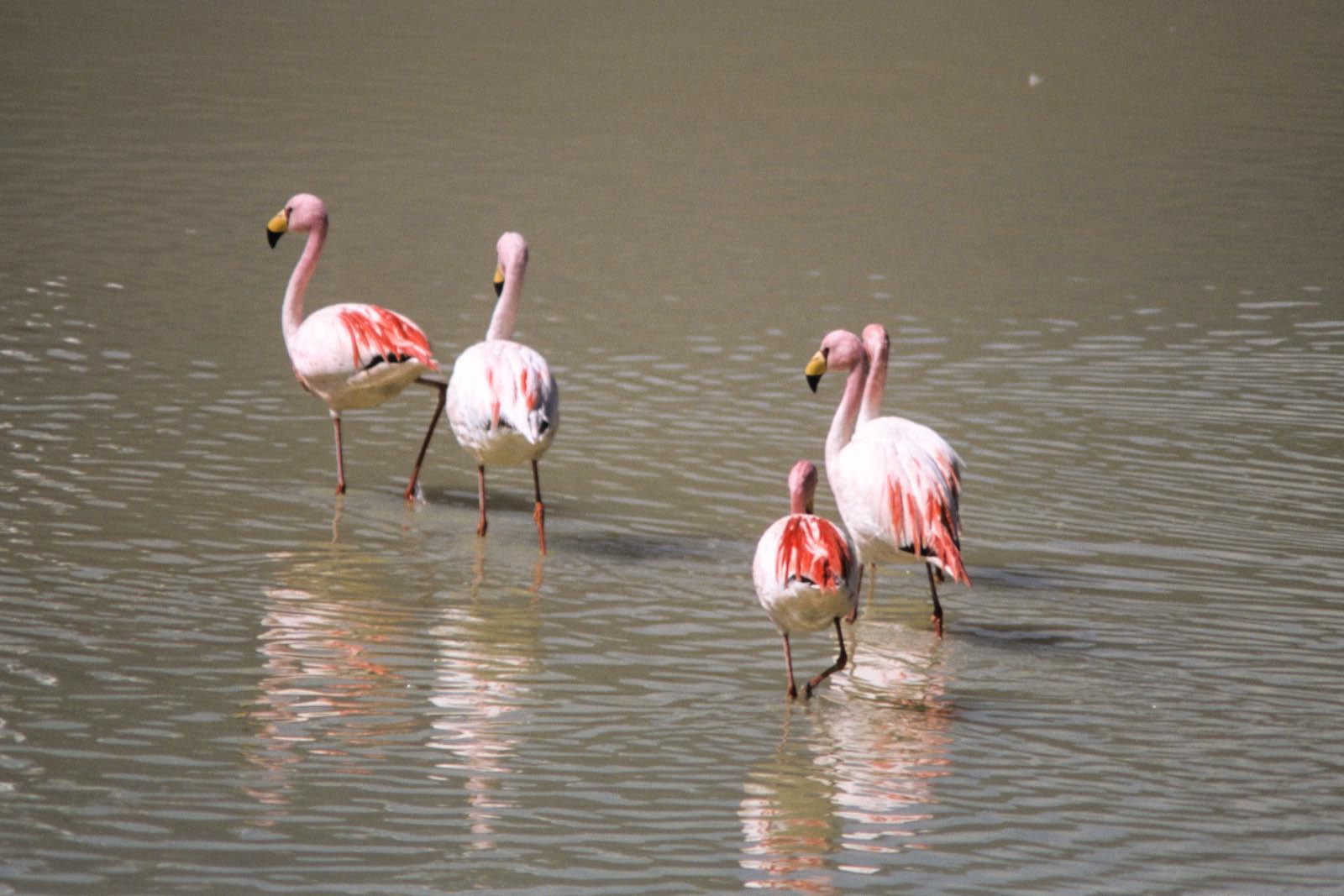 bolivie - flamands