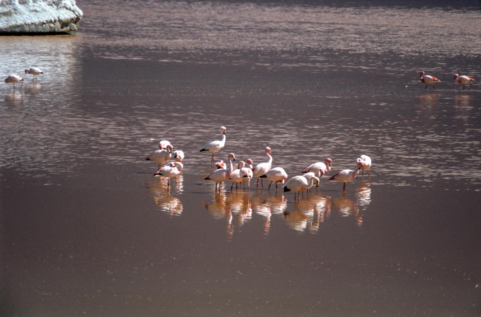 bolivie - laguna colorada du sud Lipez