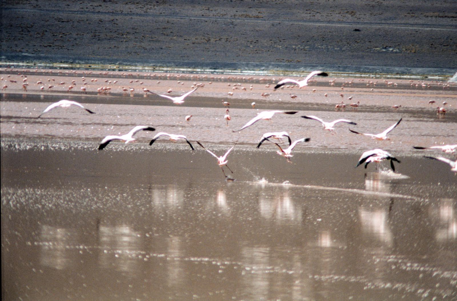 bolivie - laguna et ses flamands