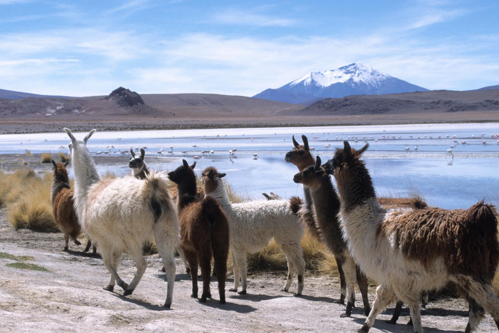 bolivie 