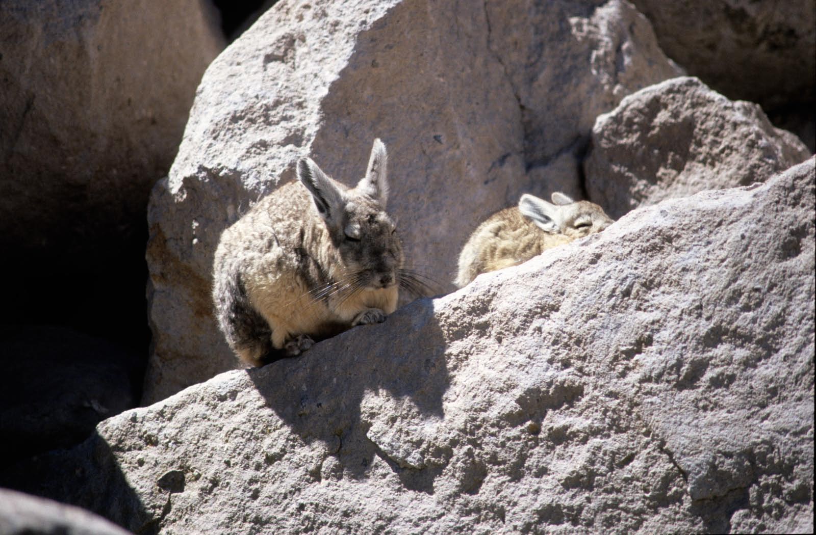 faune de l'atacama