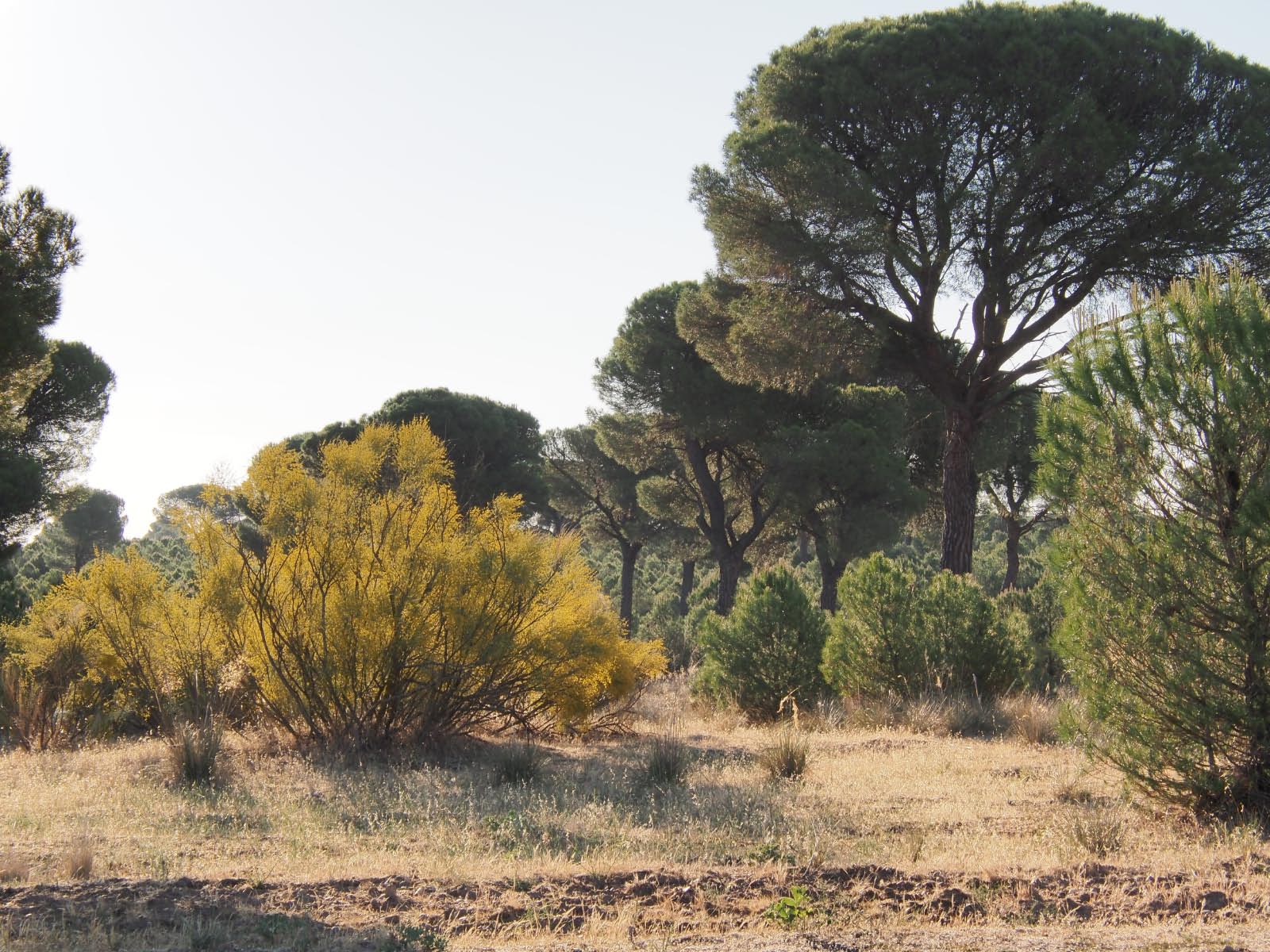 castille- vers Tordesillas