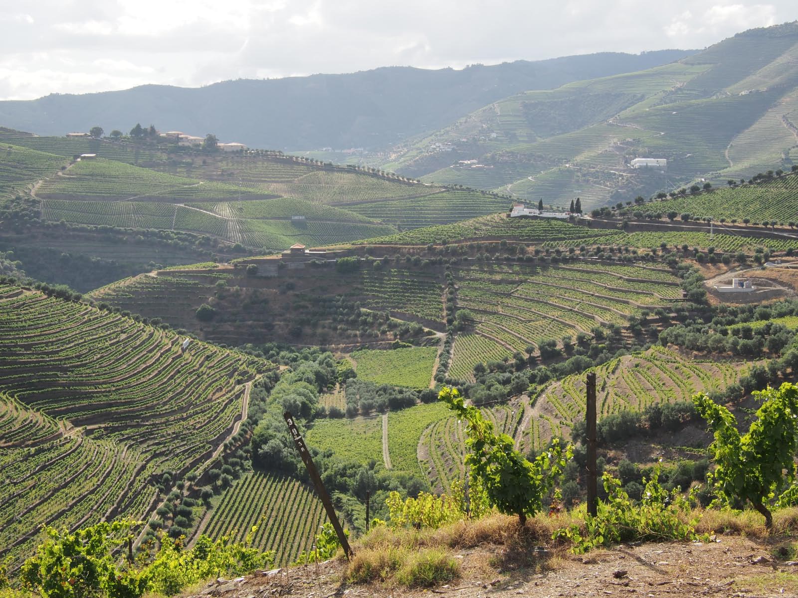 portugal vignoble du Porto