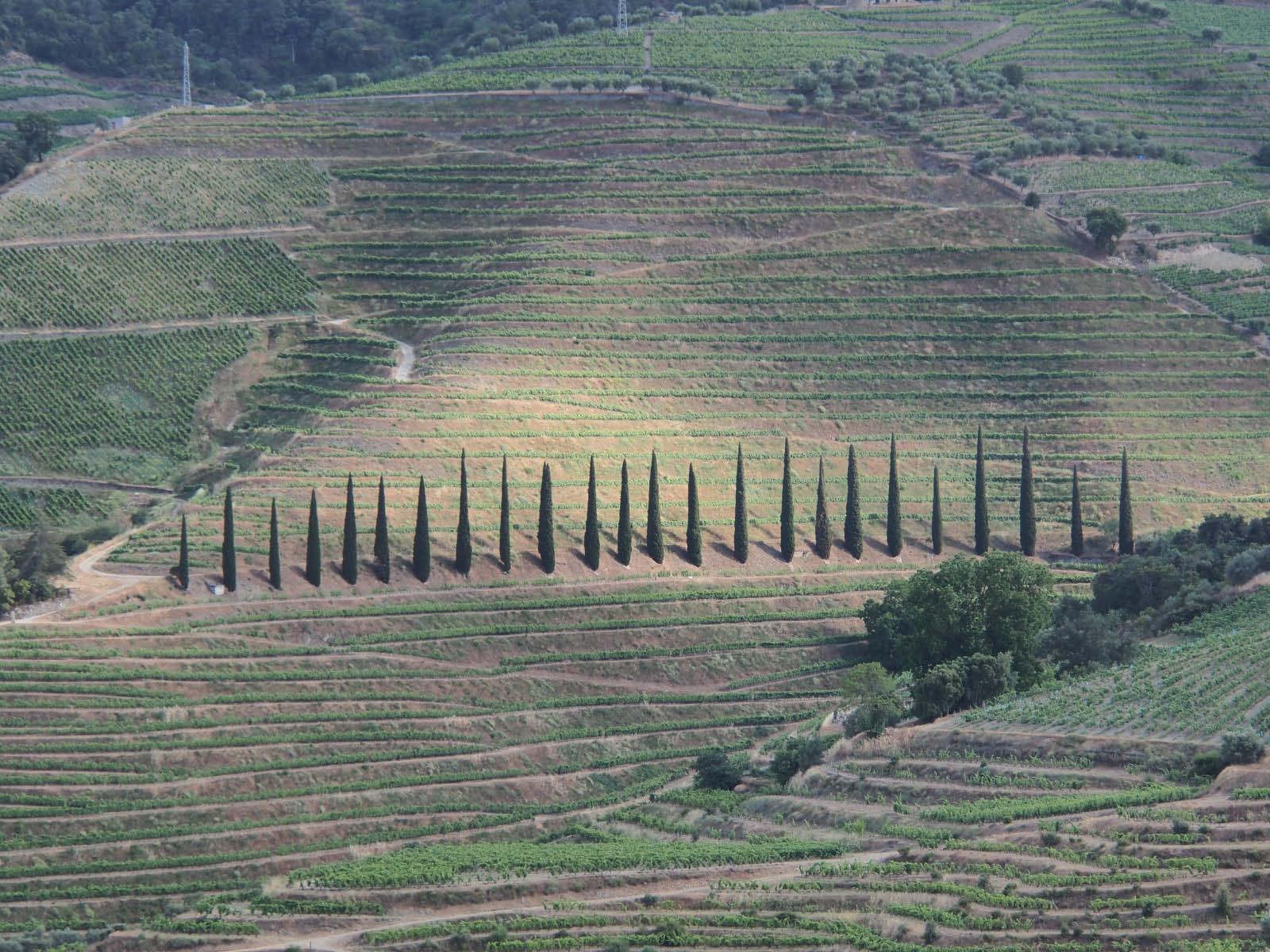 portugal- vignoble du Porto