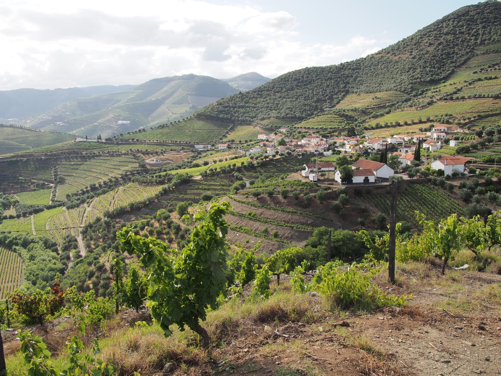 vignobles du haut Duro