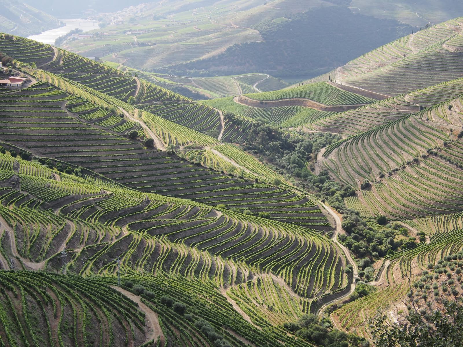 vignobles du haut Duro