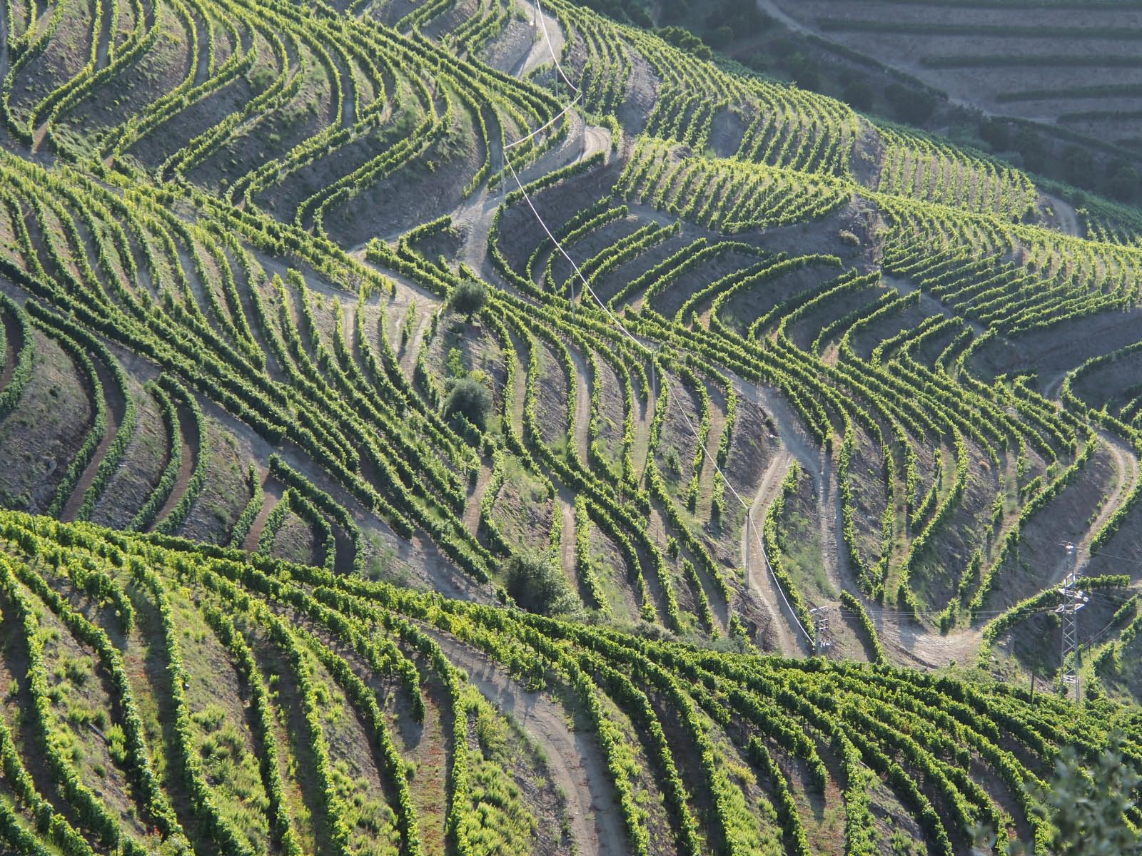 portugal -vignobles du Porto en haute vallée du Douro