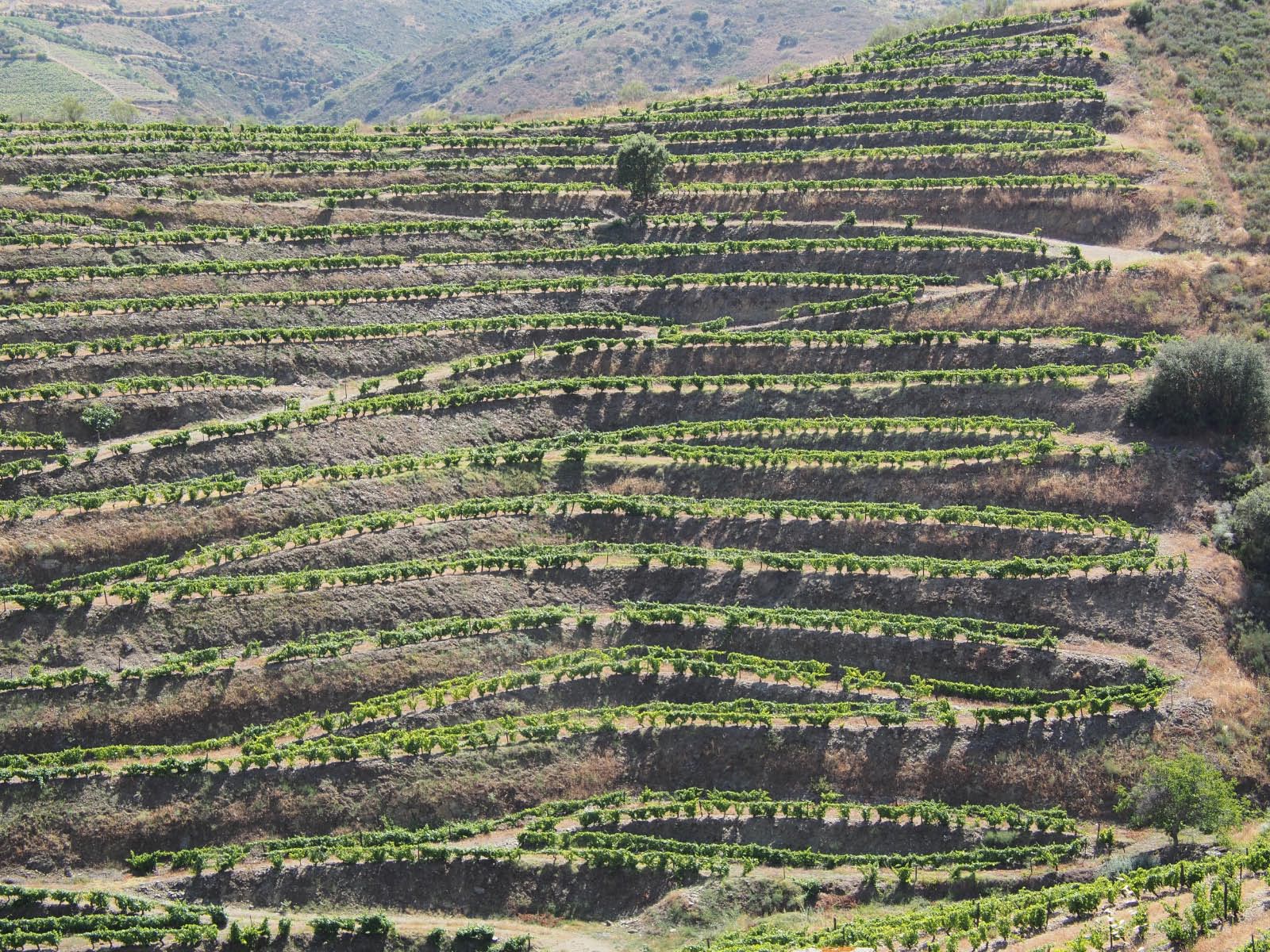 portugal- vignoble du Porto