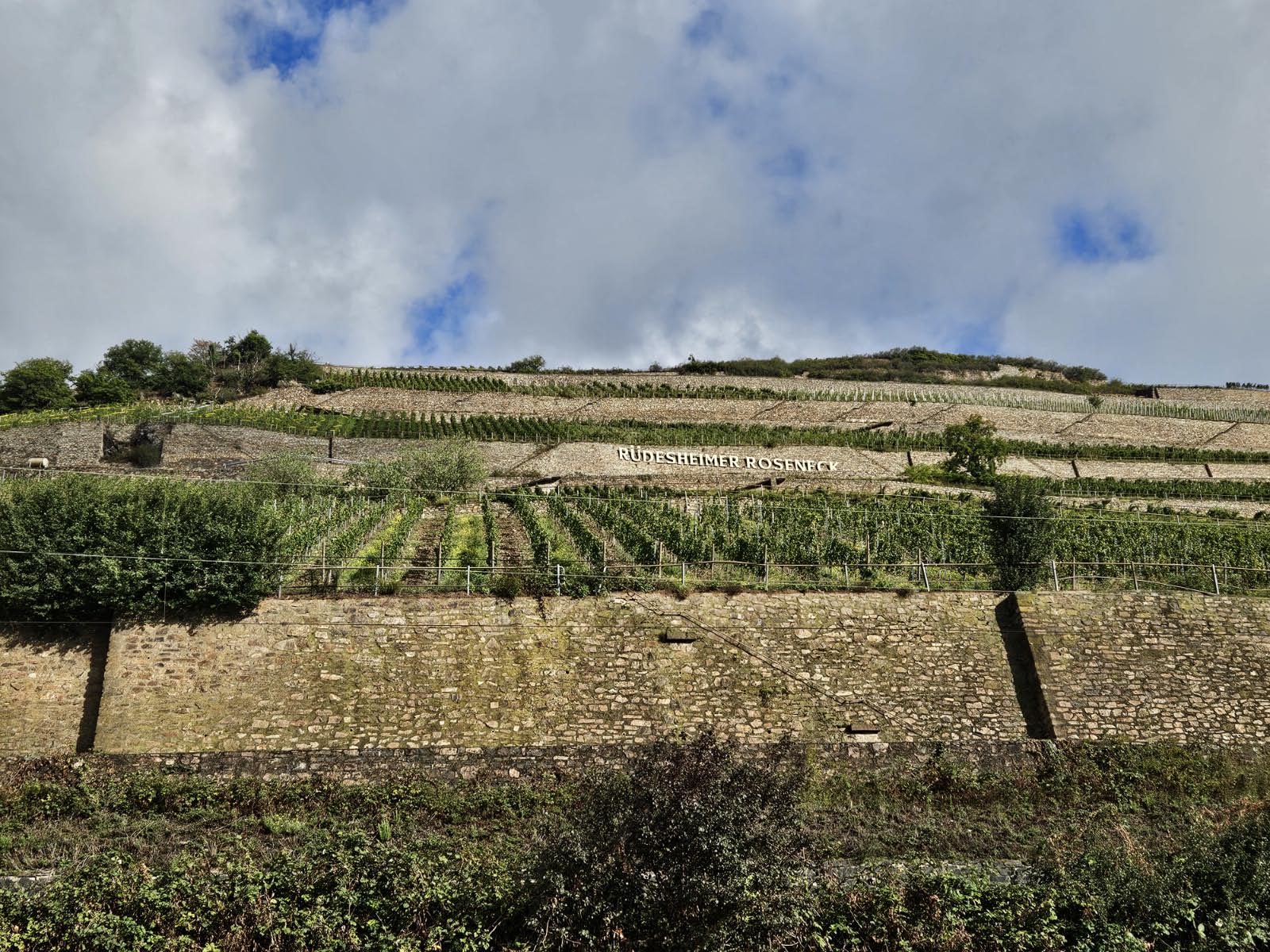 Vignobles des rives du Rhin Vignobles des rives du Rhin
