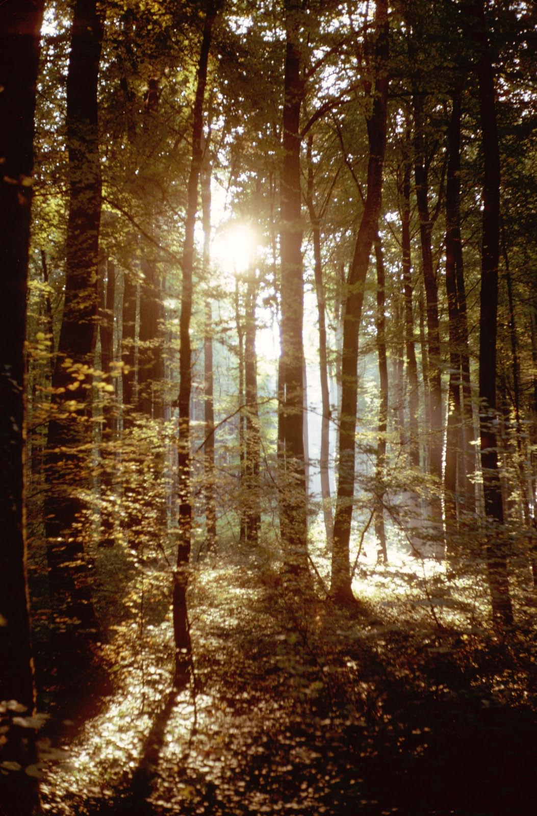 foret vosgienne foret vosgienne