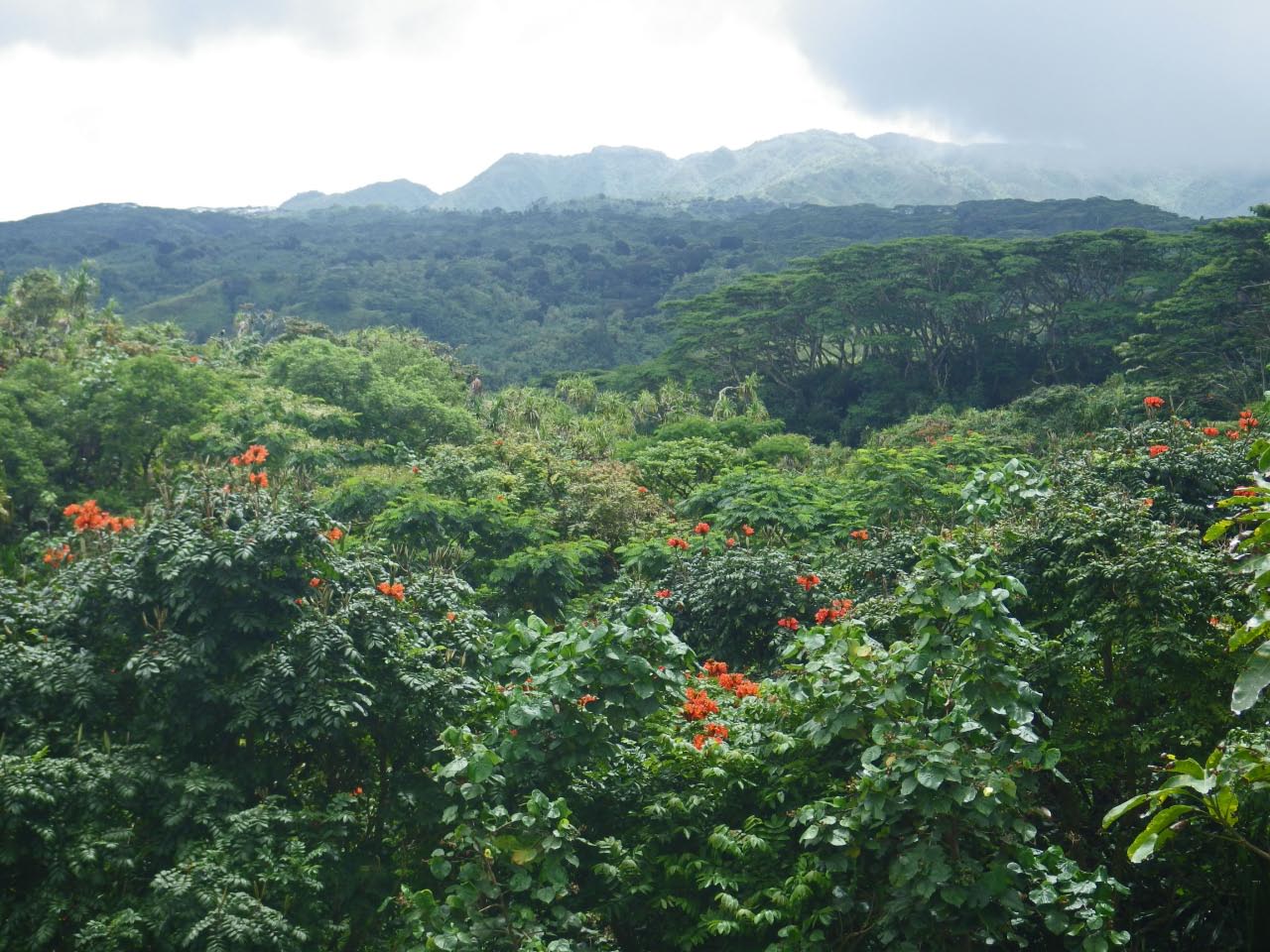végétation luxuriante sur le plateau de Hiva Oa