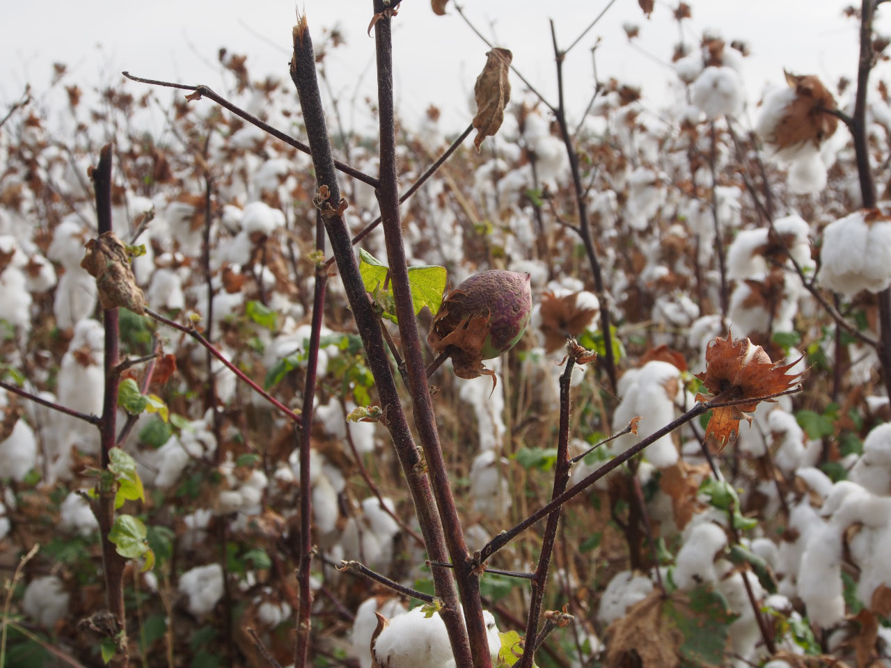 Culture du coton en Ouzbékistan (qualifié d'or blanc)