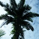 le palmier sagoutier