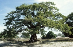 <strong>Lire la suite</strong><br>Libéria ( l'état) Libéria ( l'état)