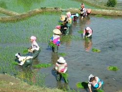 <strong>Lire la suite</strong><br>Akha (Hani) - Economie Akha (Hani) - Economie