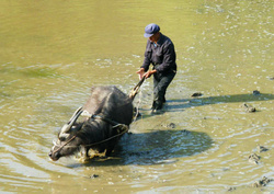 <strong>Lire la suite</strong><br>Akha (Hani) - religion Akha (Hani) - religion