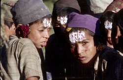 <strong>Lire la suite</strong><br>Himalaya - Peuplement Himalaya - Peuplement