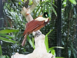 <strong>Lire la suite</strong><br>Les animaux de l'île de Nouvelle Guinée Les animaux de l'île de Nouvelle Guinée