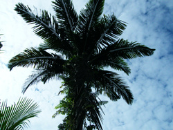 le palmier sagoutier