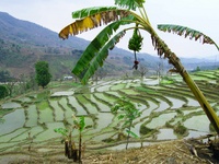 Previous