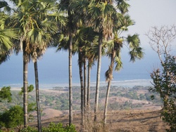 <strong>Lire la suite</strong><br>Savu Savu