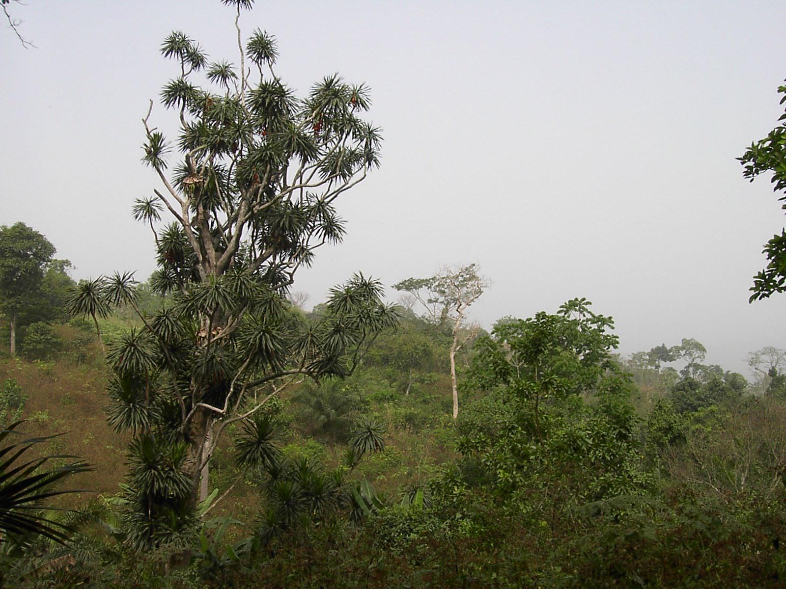 foret africaine