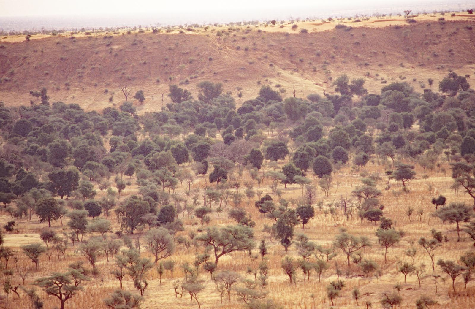 Savane d' Afrique de l'Ouest