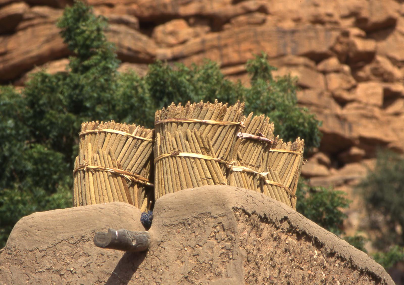 culture du mil au sub-sahel