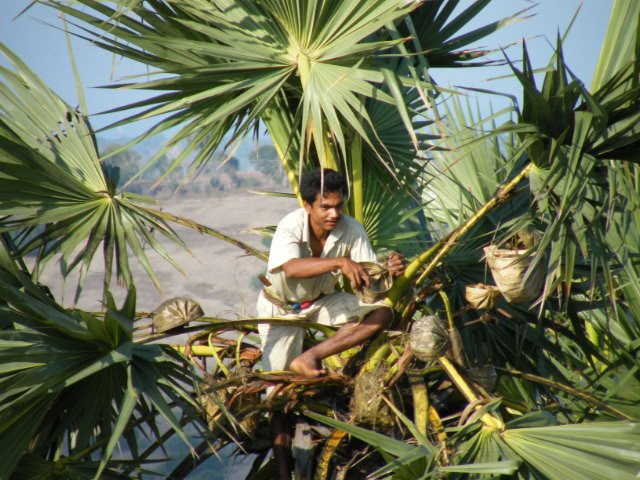 lontar 07