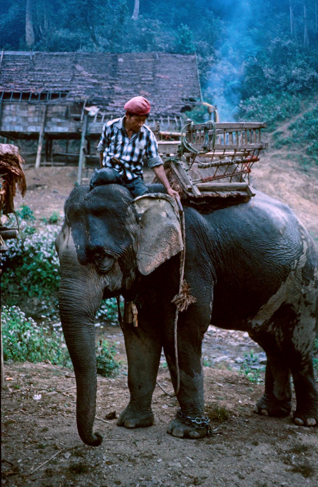 Utilisation d’éléphants en pays Karen 